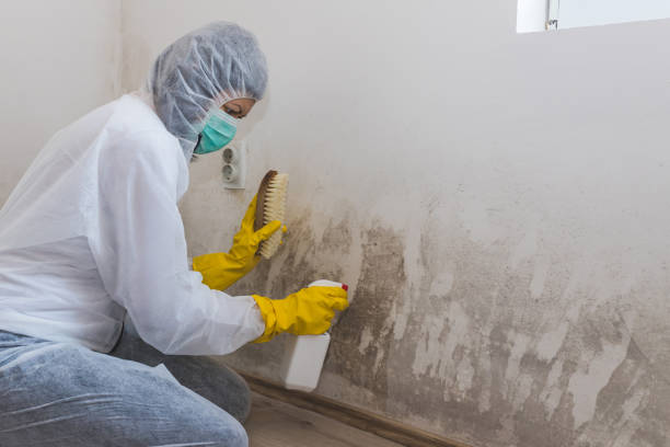 Best Industrial Mold Remediation  in Milaca, MN